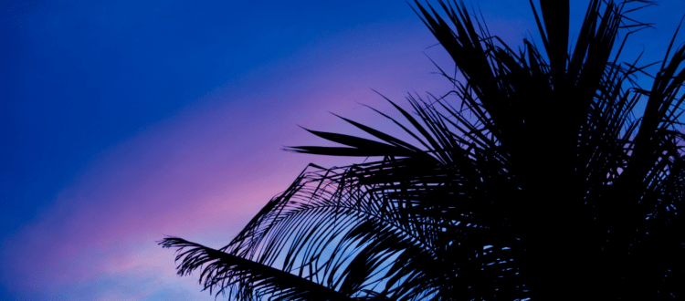 Blue, Purple, Pink Sunset with a Palm Tree in South Florida