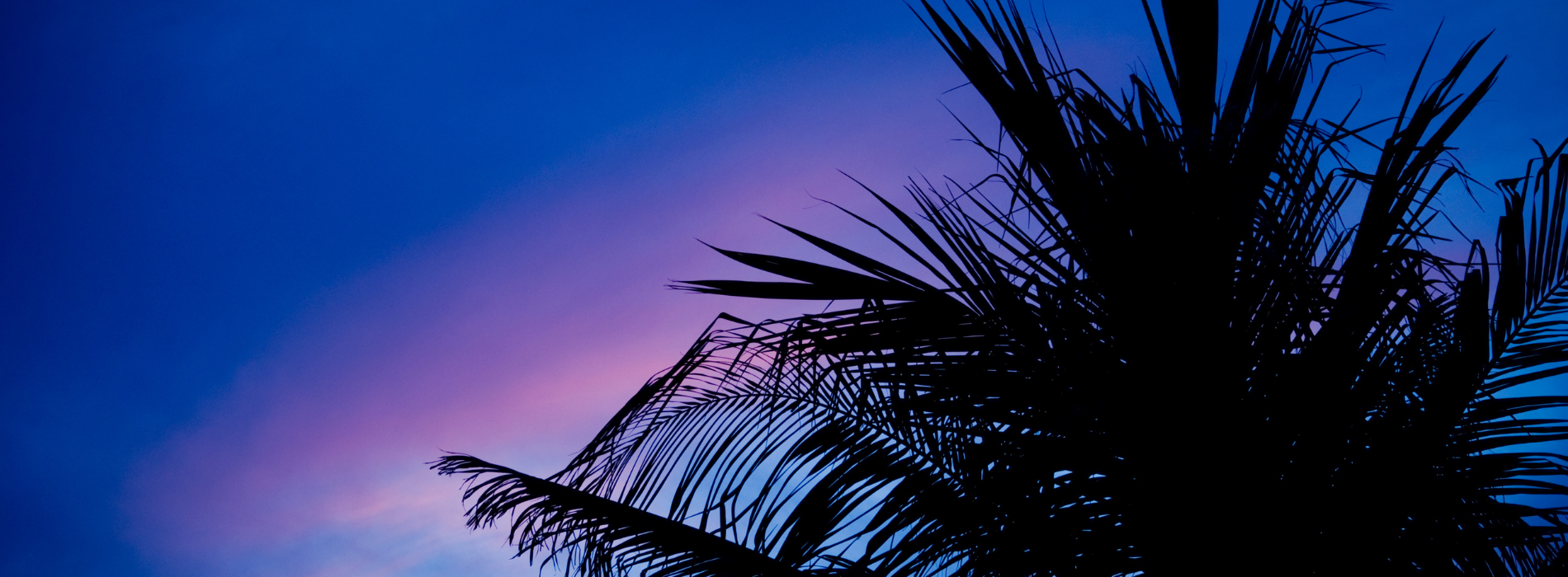Blue, Purple, Pink Sunset with a Palm Tree in South Florida
