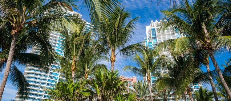 Tall Palm Trees and Florida City with Skyscraper Views