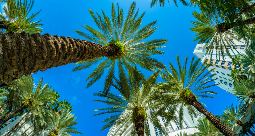 Fisheye view of Miami Palm trees and skyscrapers near Miami beach