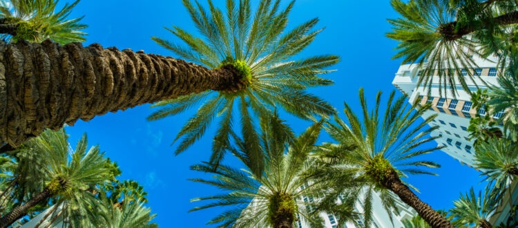 Fisheye view of beautiful Miami Beach and palm trees with Miami Skyscrapers